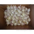 Fresh Normal White Garlic Best Price